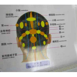 Head Meridians & Acu-Points Chart