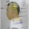 Head Meridians & Acu-Points Chart