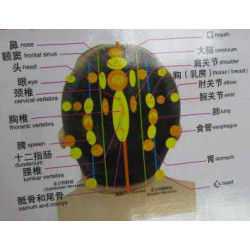 Head Meridians & Acu-Points Chart