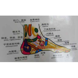 Foot Meridians & Acu-Points Chart