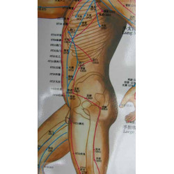 Body (Side) Meridians & Acu-Points Chart