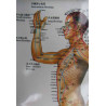 Body (Side) Meridians & Acu-Points Chart