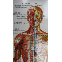 Body (Front)Meridians & Acu-Points Chart